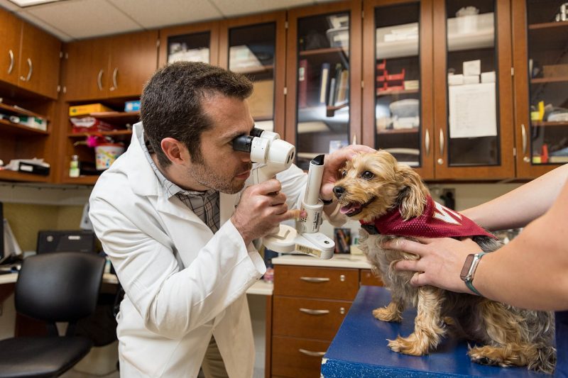 Veterinarian examining dogs eyes.