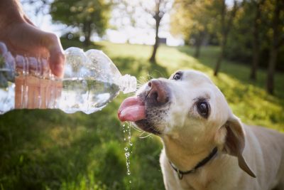 A yellow lab (at right) drinking water from a water bottle in a field of grass